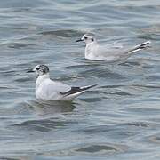 Little Gull