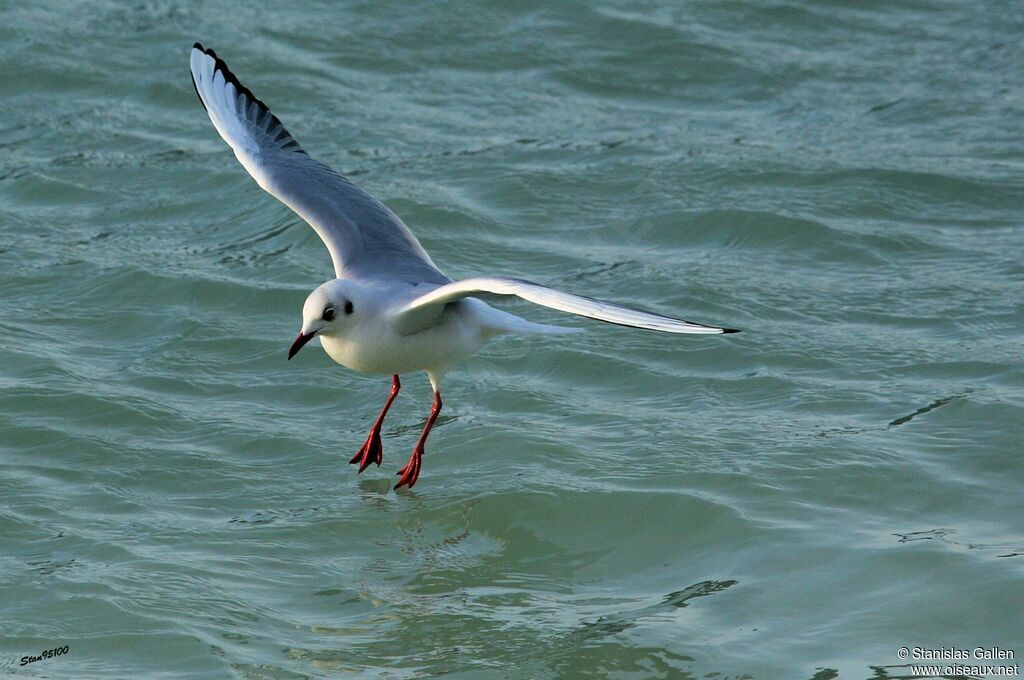 Mouette rieuseadulte internuptial, Vol