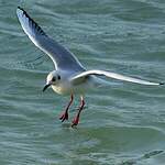 Mouette rieuse