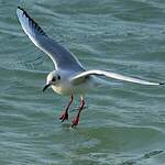 Mouette rieuse