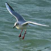 Black-headed Gull