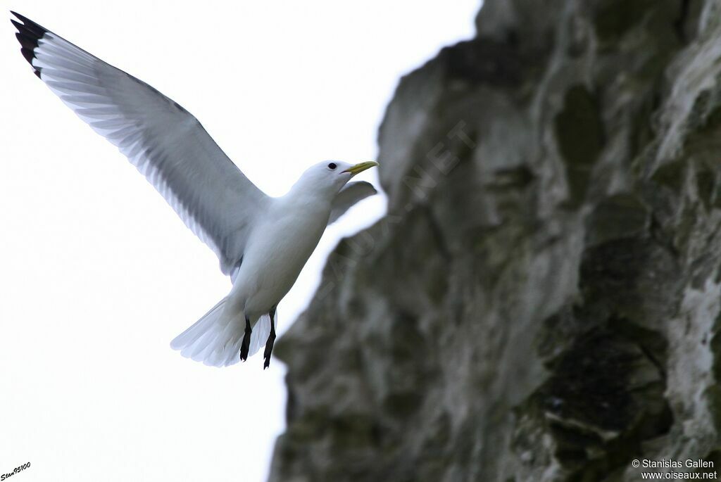 Mouette tridactyleadulte nuptial