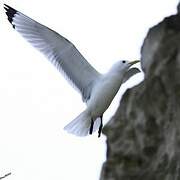 Black-legged Kittiwake