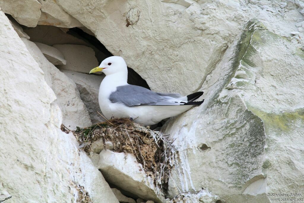 Mouette tridactyleadulte nuptial, Nidification