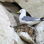 Black-legged Kittiwake