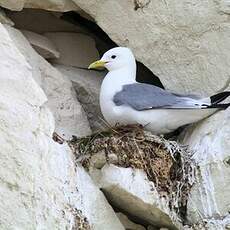 Mouette tridactyle