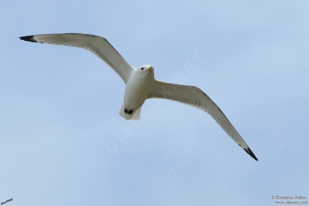 Mouette tridactyleadulte, Vol