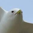 Mouette tridactyle