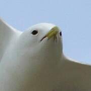 Black-legged Kittiwake