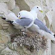 Black-legged Kittiwake