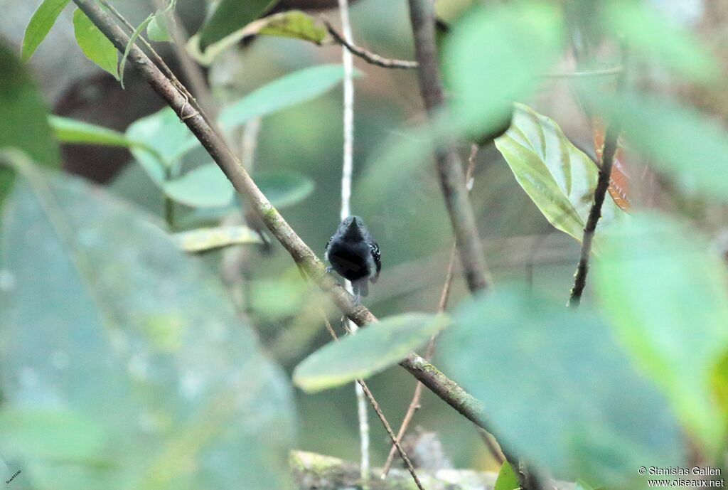 White-flanked Antwren male adult