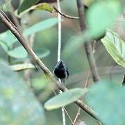 White-flanked Antwren