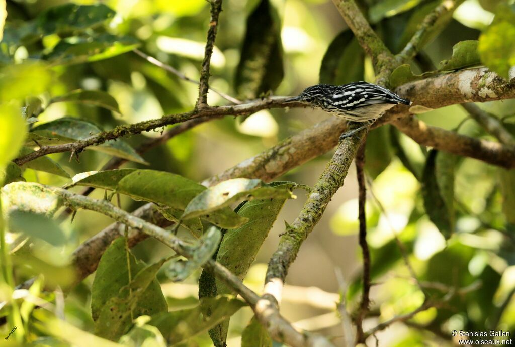 Guianan Streaked Antwrenadult