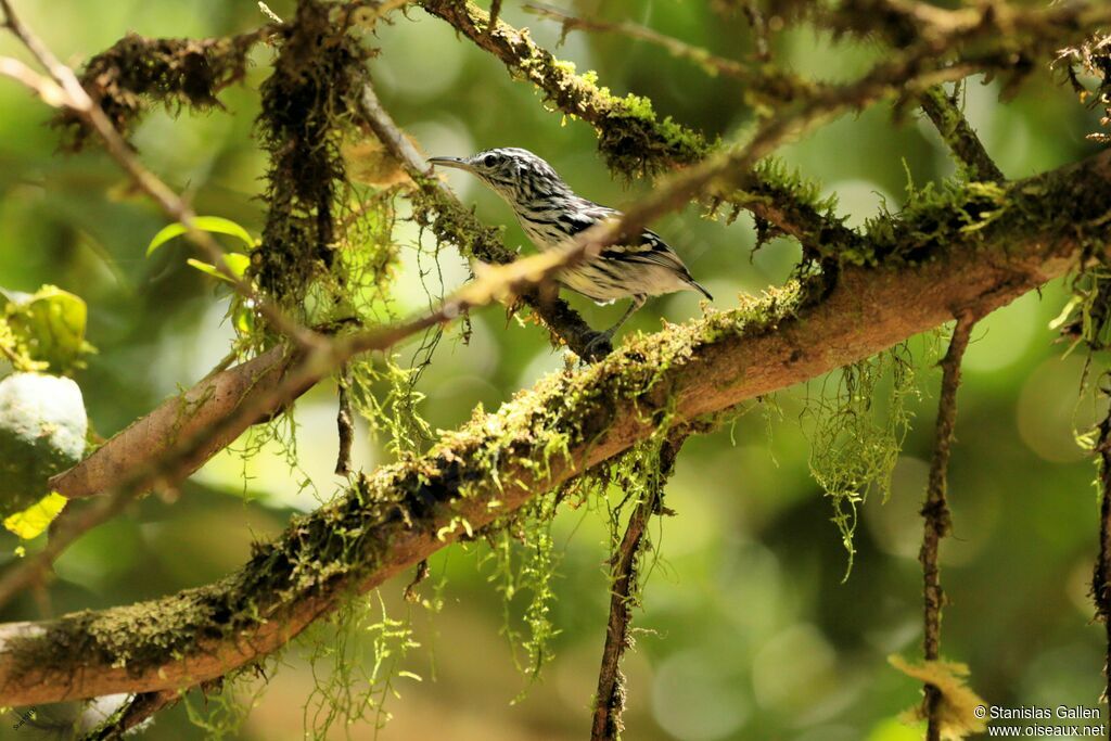 Guianan Streaked Antwrenadult