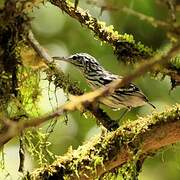 Guianan Streaked Antwren