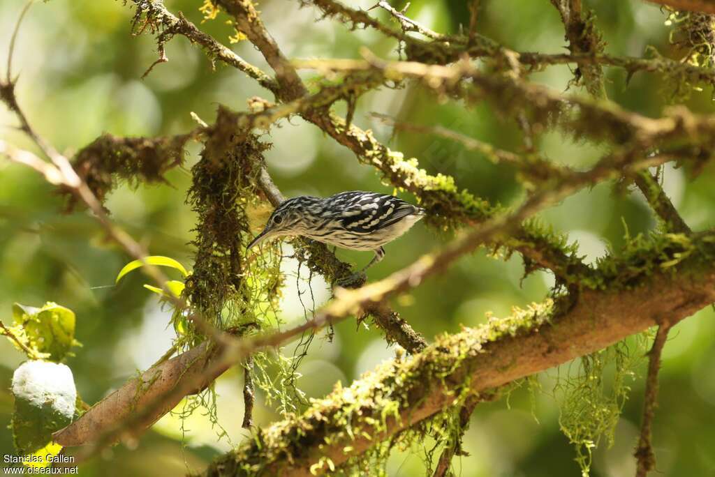 Guianan Streaked Antwren male adult, habitat