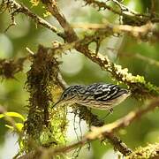 Guianan Streaked Antwren