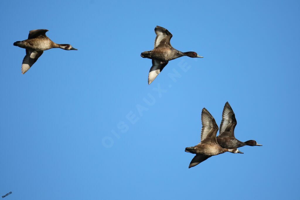 Southern Pochardadult breeding, Flight