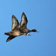 Southern Pochard