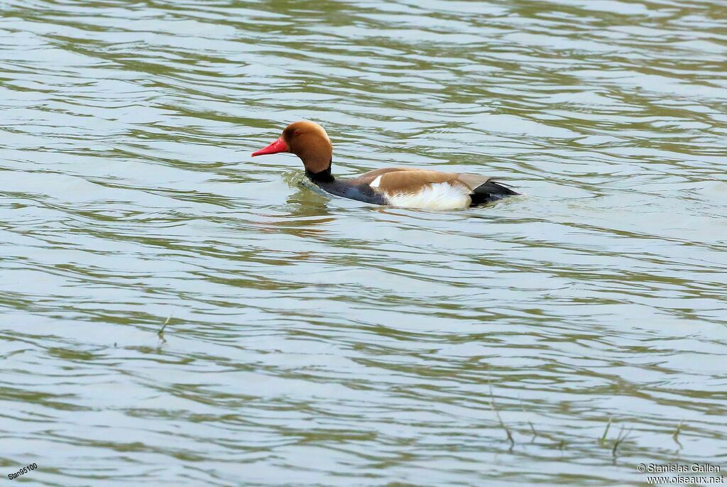 Red-crested Pochardadult breeding, swimming