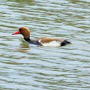 Red-crested Pochard