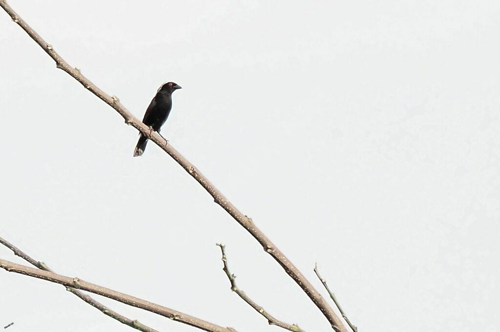 Grey-headed Nigritaadult