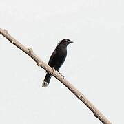 Grey-headed Nigrita