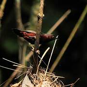 Chestnut-breasted Nigrita