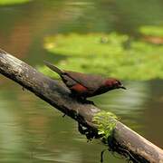 Chestnut-breasted Nigrita