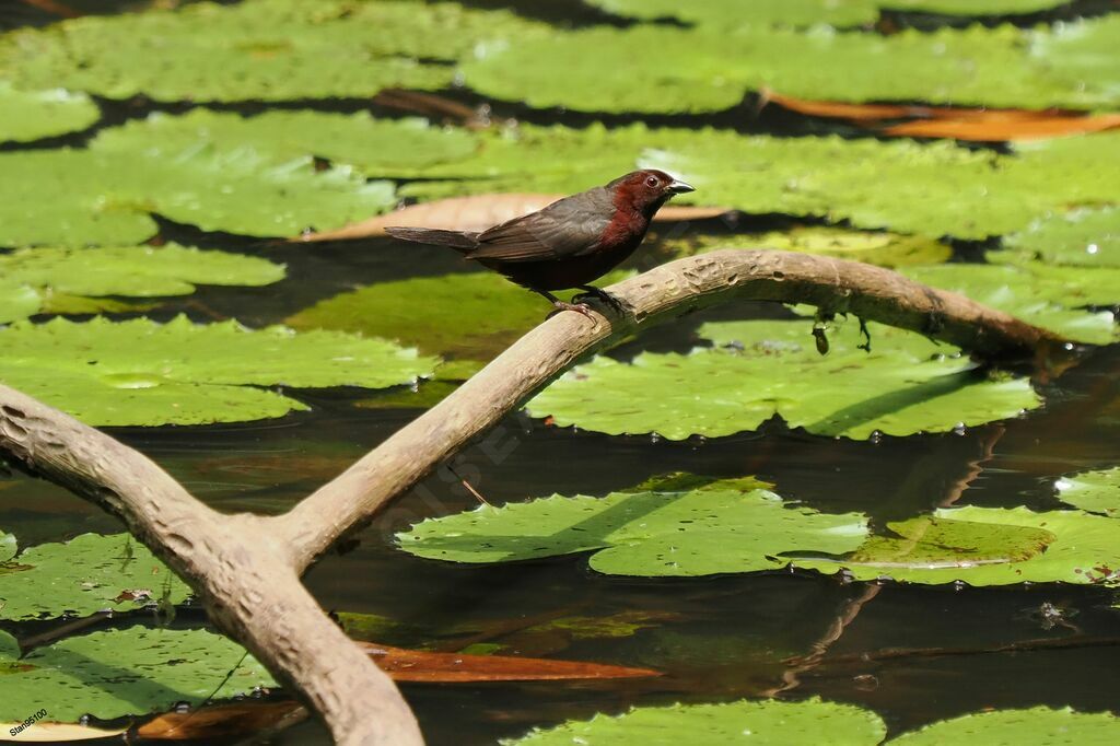 Chestnut-breasted Nigrita male adult