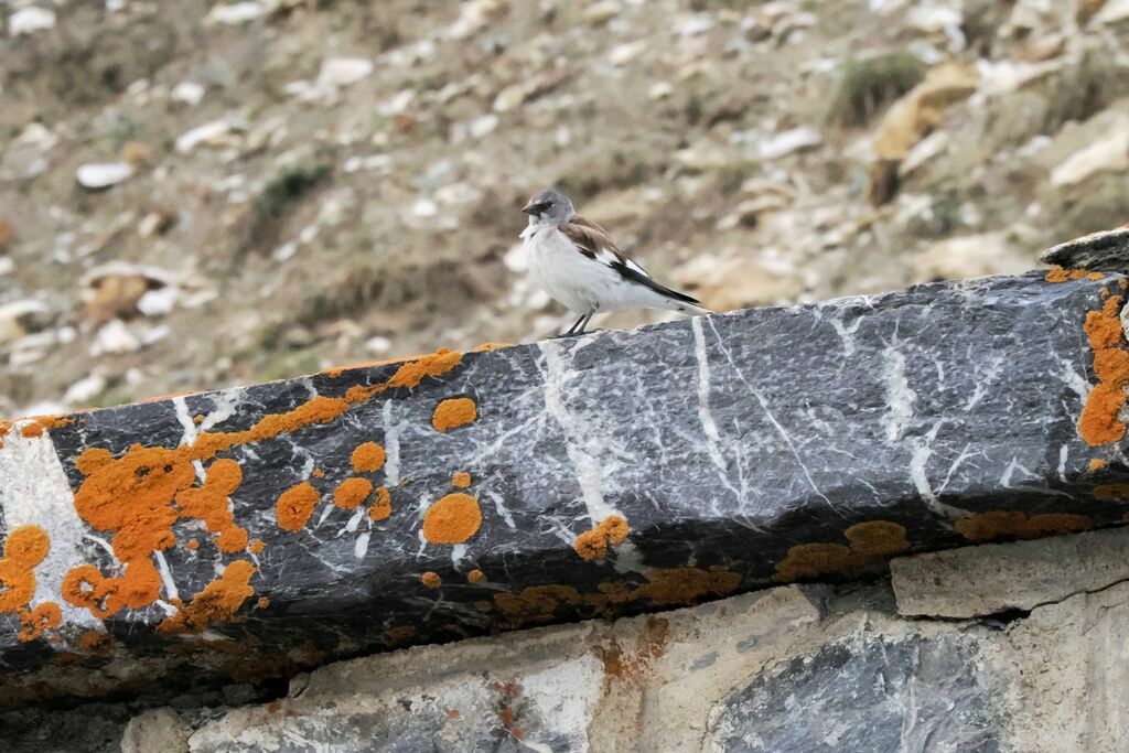 Niverolle alpine mâle adulte nuptial