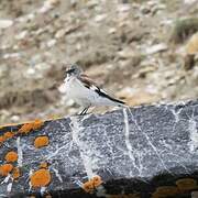 White-winged Snowfinch