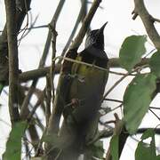 Oriole Warbler