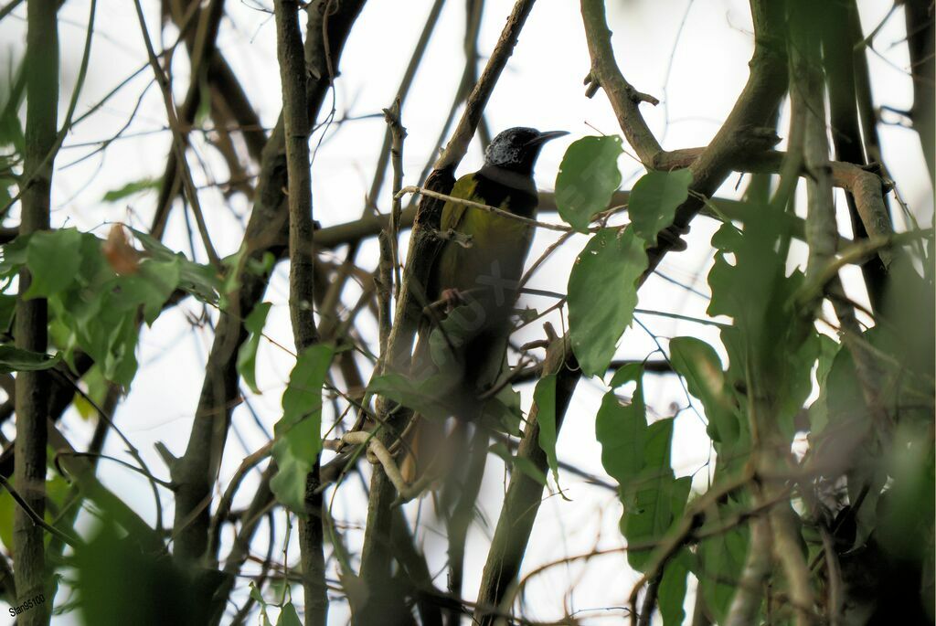 Oriole Warbler male adult