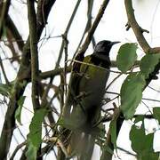 Oriole Warbler