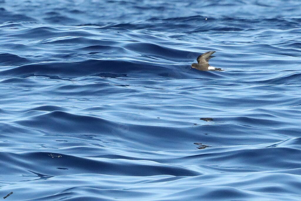 Wilson's Storm Petreladult, Flight