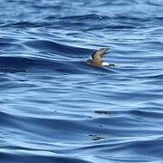 Wilson's Storm Petrel