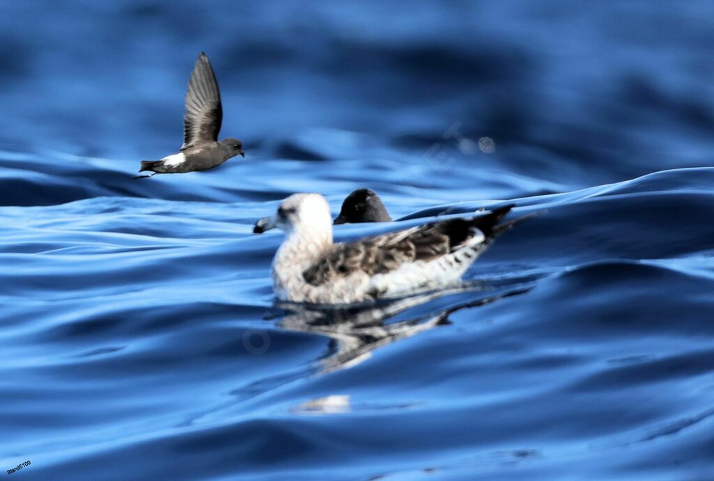 Wilson's Storm Petreladult, Flight