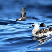 Wilson's Storm Petrel