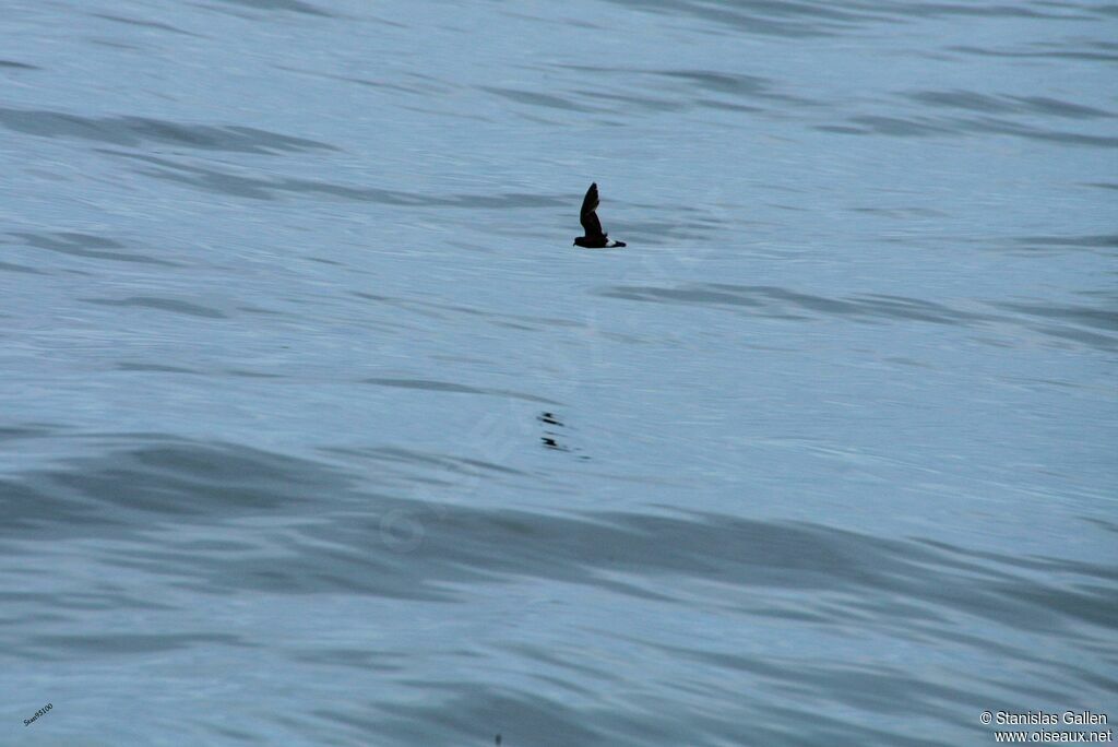 European Storm Petreladult, Flight