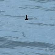 European Storm Petrel