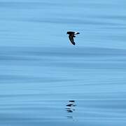 European Storm Petrel