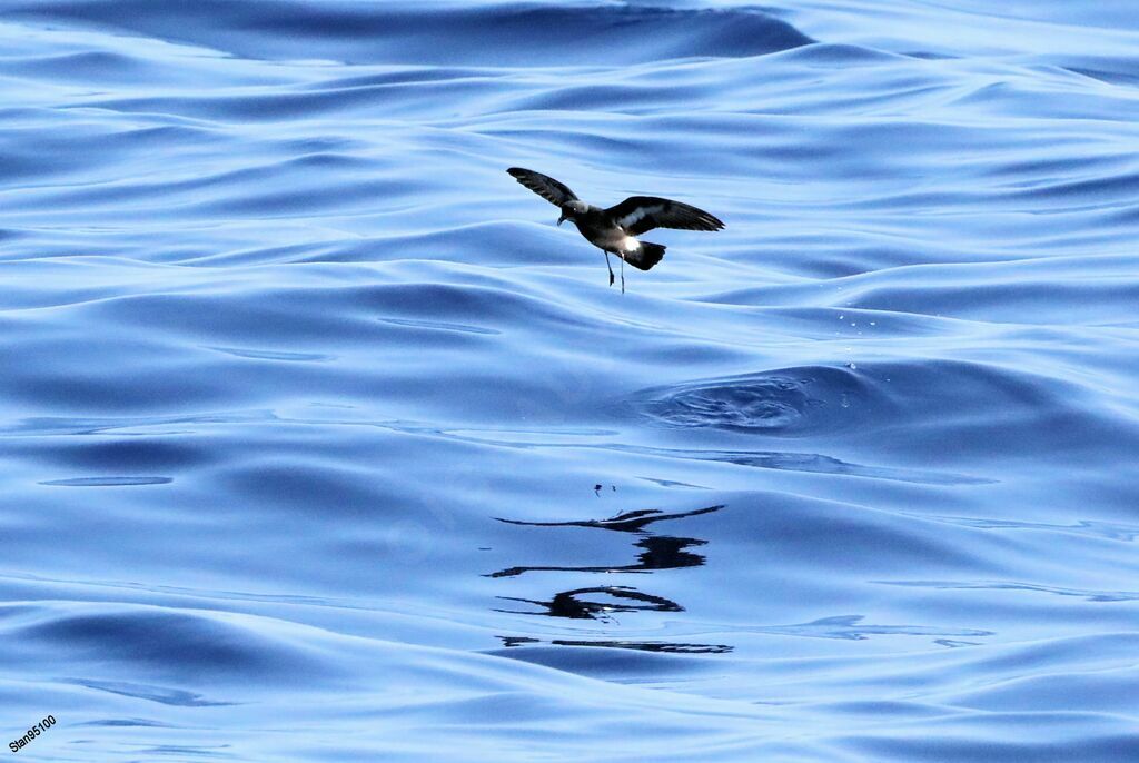 European Storm Petrel, Flight, fishing/hunting