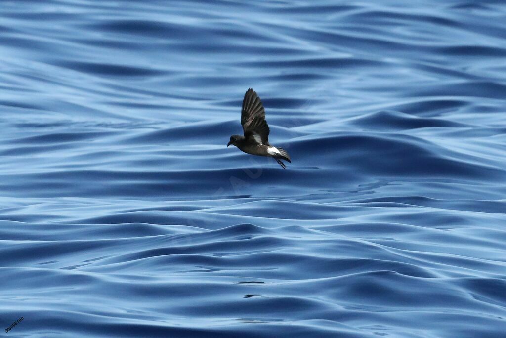 European Storm Petreladult, Flight, fishing/hunting