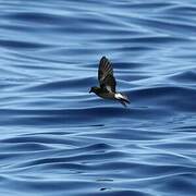 European Storm Petrel