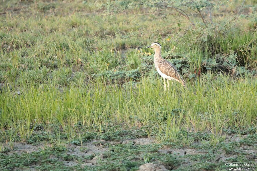 Double-striped Thick-kneeadult