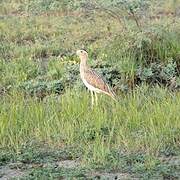 Double-striped Thick-knee