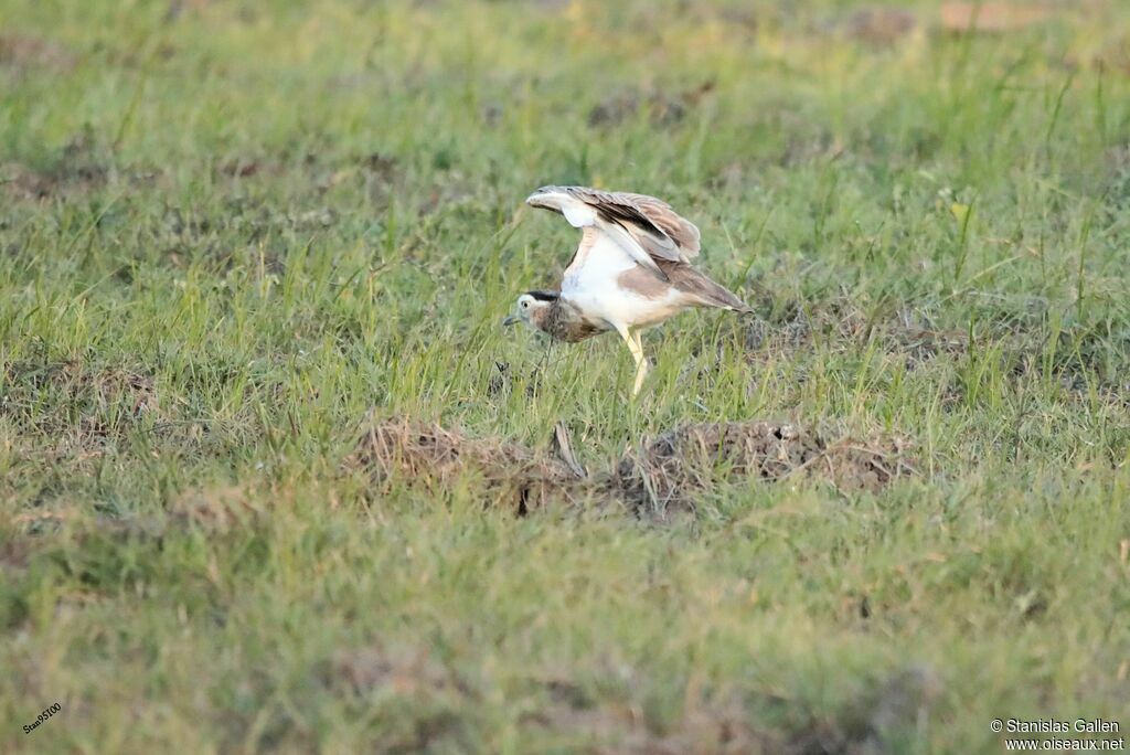 Double-striped Thick-kneeadult