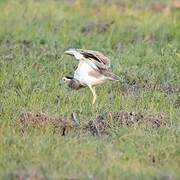 Double-striped Thick-knee