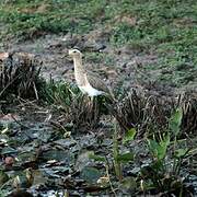 Double-striped Thick-knee